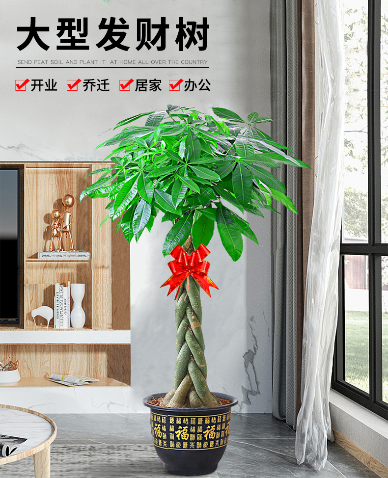 发财树图片