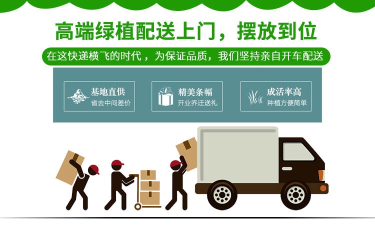 发财树配送