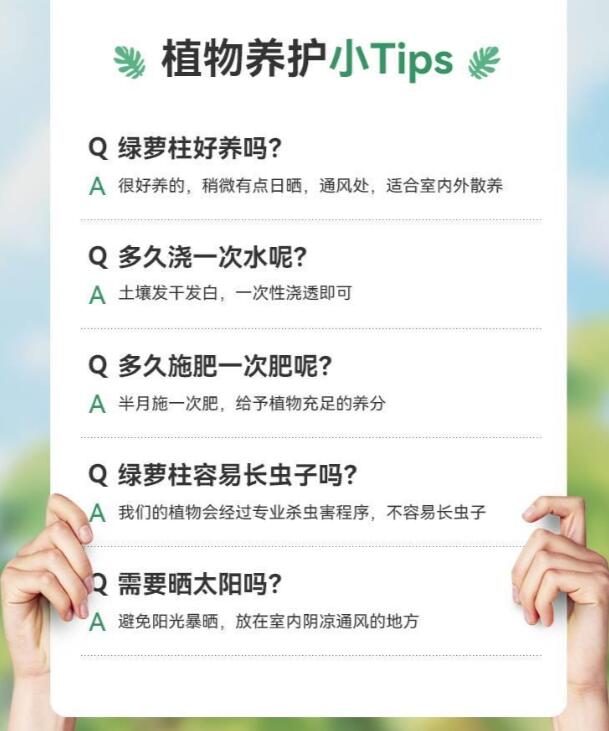 绿萝叶子发黄养护